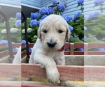 Small Photo #1 Goldendoodle Puppy For Sale in MONTVALE, VA, USA