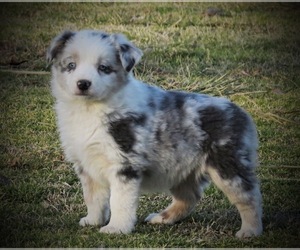 Miniature Australian Shepherd Puppy for sale in SMITHVILLE, AR, USA