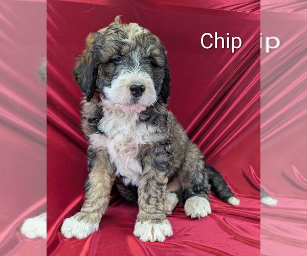 Medium Photo #13 Bernedoodle Puppy For Sale in CANON CITY, CO, USA