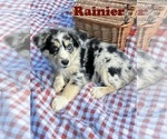 Puppy Rainier Australian Shepherd