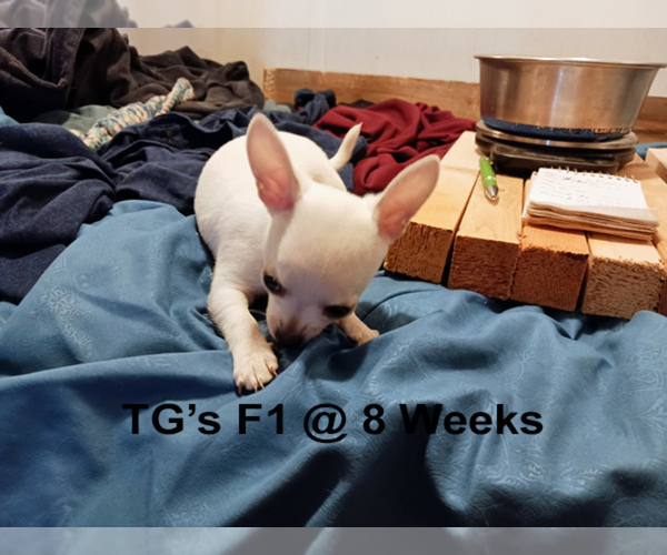 Medium Photo #12 Chihuahua Puppy For Sale in BELLE FOURCHE, SD, USA