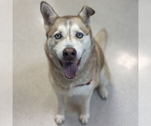 Siberian Husky Dogs for adoption in Rohnert Park, CA, USA