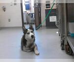 Small Siberian Husky