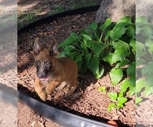 Belgian Malinois Puppy for sale in MINEOLA, TX, USA