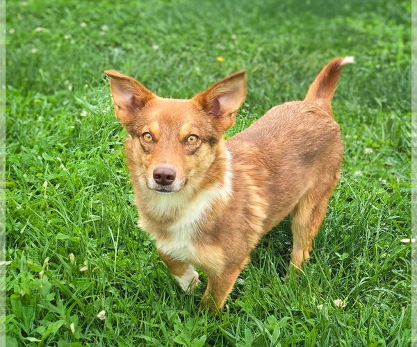 Medium Photo #3 Mutt Puppy For Sale in Unionville, PA, USA