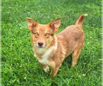 Small #2 Mutt