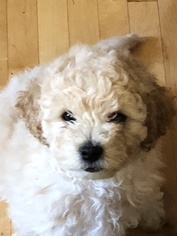 Cockapoo-Shih-Poo Mix Puppy for sale in FLORISSANT, MO, USA