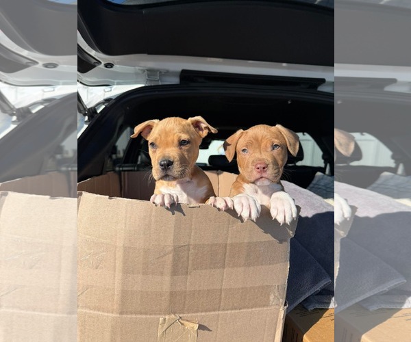 Medium Photo #3 Mutt Puppy For Sale in Derwood, MD, USA