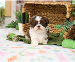 Small #9 Shih Tzu