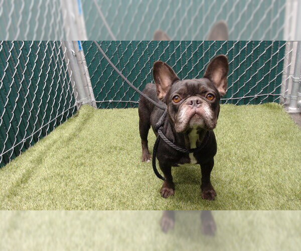 Medium Photo #1 French Bulldog Puppy For Sale in Downey, CA, USA