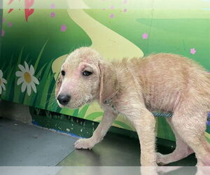 Labrador Retriever-Unknown Mix Dogs for adoption in Waco, TX, USA