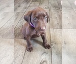 Puppy Purple female Labrador Retriever