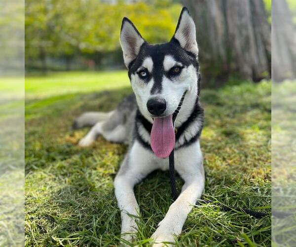 Medium Photo #2 Siberian Husky Puppy For Sale in Long Beach, CA, USA