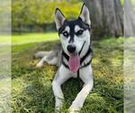 Small #1 Siberian Husky