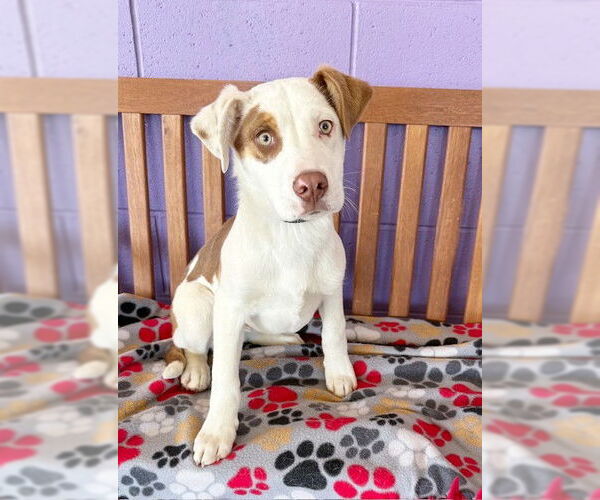 Medium Photo #2 Australian Shepherd-Unknown Mix Puppy For Sale in Genesee, WI, USA