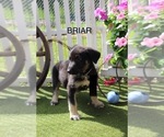 Image preview for Ad Listing. Nickname: Briar