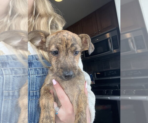 Medium Photo #5 ShiChi Puppy For Sale in Brewster, NY, USA