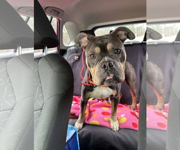 Medium Photo #10 Bulldog-Unknown Mix Puppy For Sale in Chester, NJ, USA