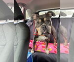 Small #9 Bulldog Mix