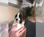 Small Photo #4 Boxer Puppy For Sale in LINESVILLE, PA, USA