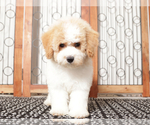 Small #3 Poochon