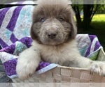 Small Photo #11 Newfoundland Puppy For Sale in JACKSON, NJ, USA