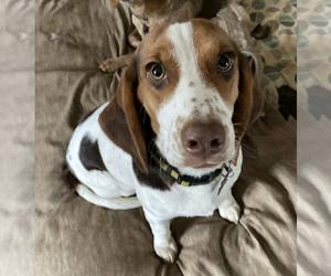 Mother of the Beagle puppies born on 10/11/2025