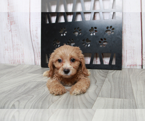 Bichon Frise-Cavapoo Mix Puppy for sale in MARIETTA, GA, USA