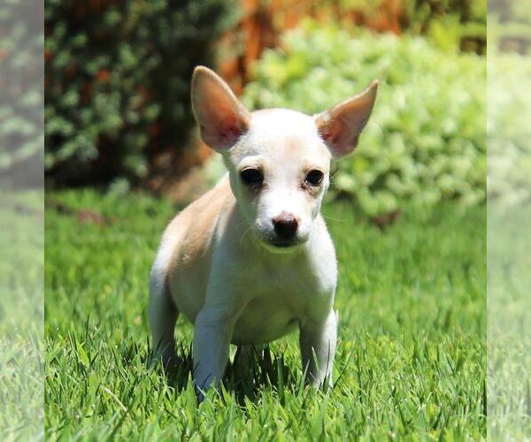 Medium Photo #2 Chihuahua-Unknown Mix Puppy For Sale in San Diego, CA, USA