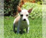 Small #1 Chihuahua Mix