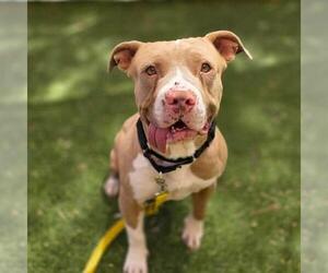 Mutt Dogs for adoption in Las Vegas, NV, USA