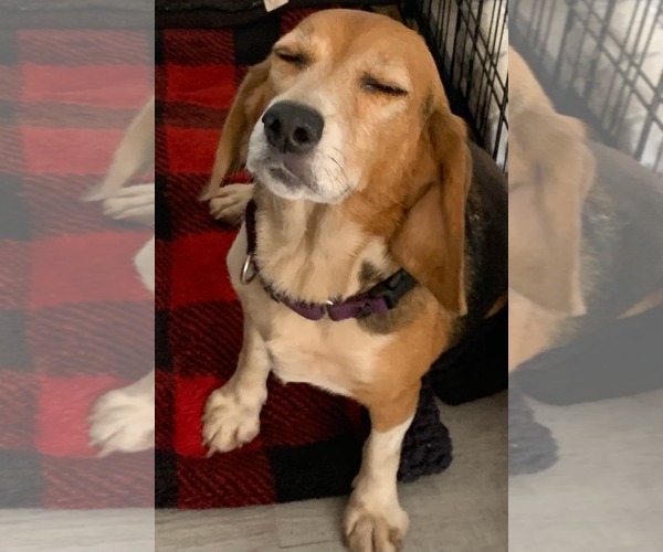 Medium Photo #7 Beagle Puppy For Sale in Dunnellon, FL, USA