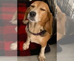Small #6 Beagle