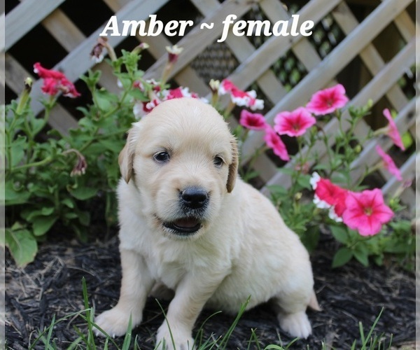 Medium Photo #6 Golden Retriever Puppy For Sale in RUTLEDGE, MO, USA