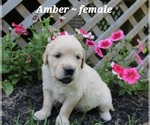 Puppy Amber Golden Retriever