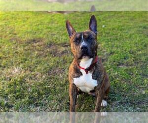 Staffordshire Bull Terrier Dogs for adoption in St. Cloud, FL, USA
