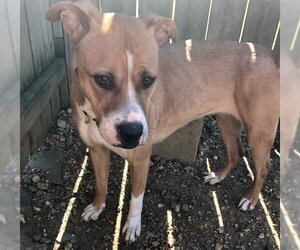 Boxer-Unknown Mix Dogs for adoption in Jackson, MS, USA