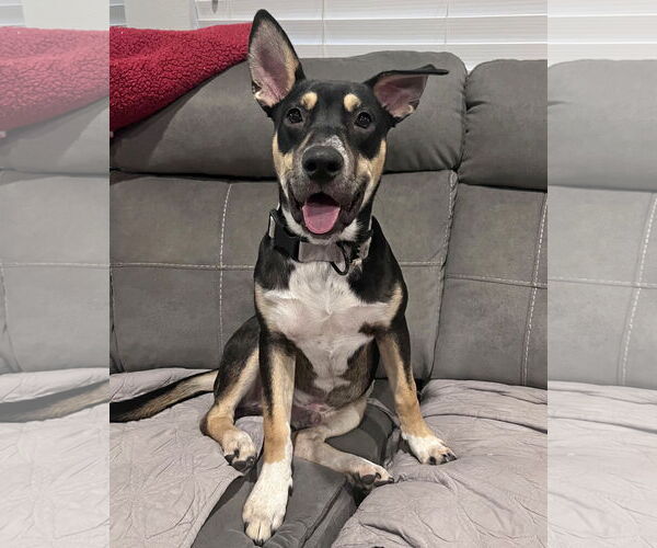 Medium Photo #1 American Staffordshire Terrier-Siberian Husky Mix Puppy For Sale in Corona, CA, USA