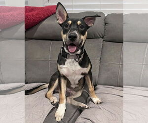 American Staffordshire Terrier-Siberian Husky Mix Dogs for adoption in Corona, CA, USA