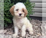 Small #2 Cavapoo (Miniature)