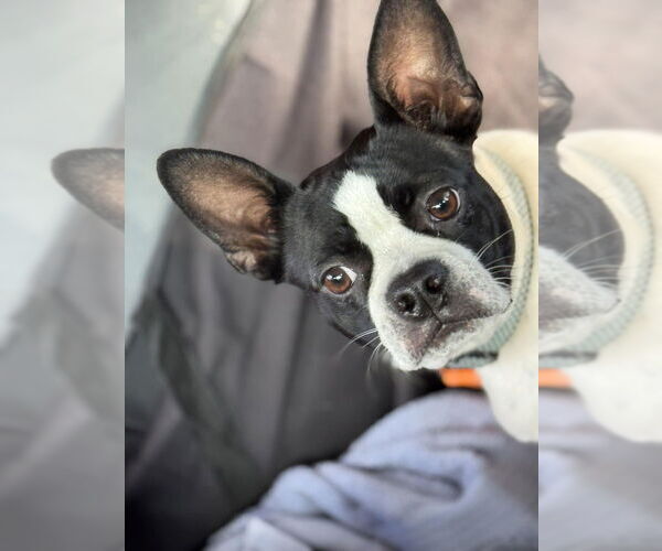Medium Photo #1 Boston Terrier Puppy For Sale in New York, NY, USA