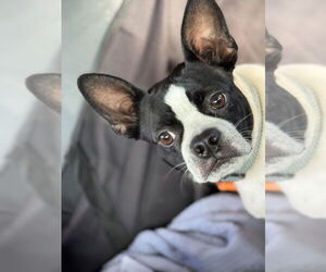 Boston Terrier Dogs for adoption in New York, NY, USA