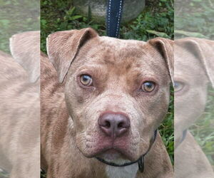 American Pit Bull Terrier Dogs for adoption in Tarboro, NC, USA