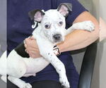 Small #3 Dalmatian Mix