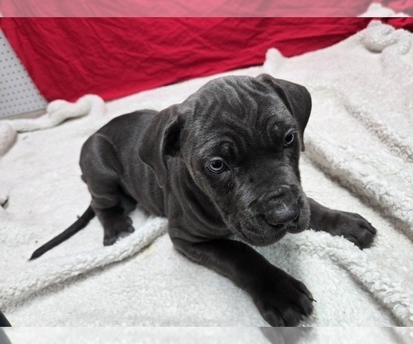 Medium Photo #1 Cane Corso Puppy For Sale in EAST HAMPTON, CT, USA