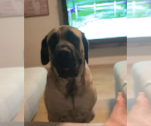 Medium Photo #6 Mastiff Puppy For Sale in Goodyear, AZ, USA