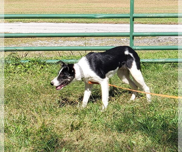 Medium Photo #10 Border Collie Puppy For Sale in Highland, IL, USA
