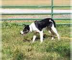 Small Photo #10 Border Collie Puppy For Sale in Highland, IL, USA