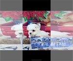 Small #2 Maltese