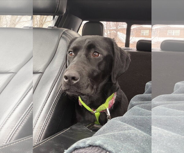 Medium Photo #2 Mutt Puppy For Sale in Farmington, MN, USA